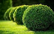 Looking for Tree and Shrub Care in McAllen, TX?