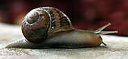 A Woman “Amazing Snail Lady” Raising about 150 Snails | SalmonMag