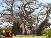 Sunland Baobab