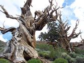 Unnamed Bristlecone Pine (Harlan Bristlecone)
