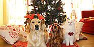 Fun Things to Do With Your Pet This Christmas