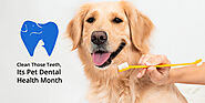 Clean Those Teeth, Its Pet Dental Health Month - CanadaVetCare Blog