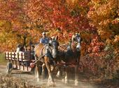 Fruit Ridge Hayrides - Horse Drawn Hayrides in the Heart of Orchard Country