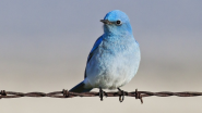 This Year in Twitter: 9 Important Milestones