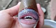 This Fish With A Human-Like Set Of Lips And Teeth Goes Viral – Fresh LifeStyle