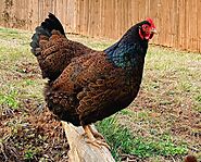 Barnevelder Chickens | Fun Poultry