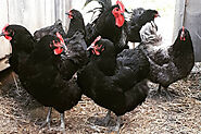 Jersey Giant Chicken Breeds | Fun Poultry