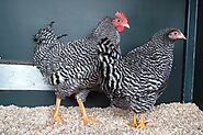Amrock Bantam Chickens | Fun Poultry