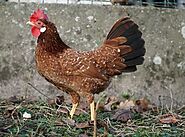Ancona Bantam Chicken | Fun Poultry