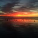 Birds on the beach #sunset #pismobeach #california #birds #reflection #beach #surf