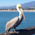 Pelican at Goleta Beach Pier #socal #california #ocean #pier #birds #pelican #coast #beach