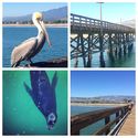 A day in Santa Barbara #california #socal #beach #birds #seal #pier #mountains #photooftheday #instagood #beach #beau...