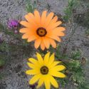 Desert Wild Flowers #beautiful #flowers #california #orange #yellow #indianwells