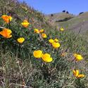 California poppies in full bloom #california #poppies #norcal #bayarea #sanfrancisco #flowers
