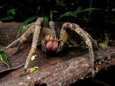 Brazilian Wandering Spider