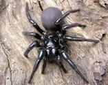Australia Funnel-Web Spider
