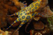 Blue-Ringed Octopus