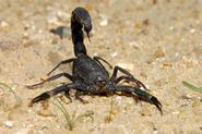 Fattail Scorpion