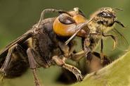 Asian Giant Hornet