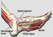 Foot And Wrist Pain Locator