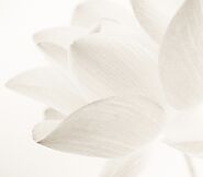 Get Started | Manifestation Program | The Soul Frequency