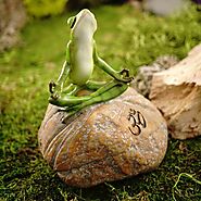 Meditating Frog on Rock