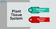 Plant Tissues - Plant Tissue System with their Functions - DataFlair