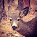 6 feet away #deer #listly