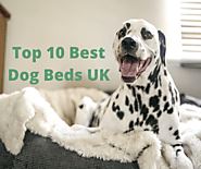 Top 10 Best Dog Beds UK