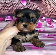 Yorkshire Terrier Puppies For Sale – Teacup Yorkie For Sale | Wincy Yorkie’s Hom