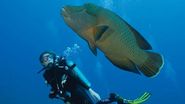 Discover the Maldivian Underwater world
