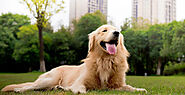20 Foods To Avoid For a Golden Retriever - SPIRE PET