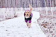 How Much Exercise Does a Golden Retriever Need? - SPIRE PET