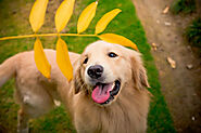 Old Golden Retriever health problems- Ways to treat and ease them！ - SPIRE PET