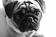 20 Reasons to Get Pet Insurance for Your Pug - SPIRE PET