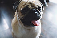 How to Train Your Pug Sit, Stay, Lay Down, Come, & More! - SPIRE PET