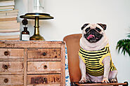 Why Do Pugs Fart So Much? Causes & Solutions - SPIRE PET