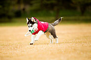 What is the Best Siberian Husky Harness? Our Recommendations! - SPIRE PET