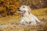 Do Labradors Drool? - SPIRE PET