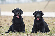 Are Labrador Retriever Aggressive? - SPIRE PET