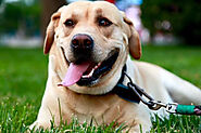 Do Labrador Retriever Smell? - SPIRE PET
