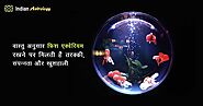 वास्तु अनुसार फिश एक्वेरियम रखने पर मिलती है तरक्की, संपन्नता और खुशहाली