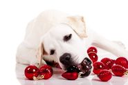 Christmas Dog Collars for Your Pet. Powered by RebelMouse