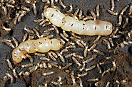 TERMITE PEST CONTROL SERVICE