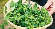 The Best Ways For How to Dry Oregano Fast at Your Home