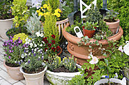 Fairy Garden Plants: Explore the Different Types of Plant