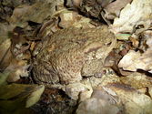 Toad