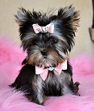 Teacup Yorkie puppies for sale Ontario, Canada & USA