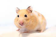 How Long Do Hamsters Live? A Easy Guide on Hamster Lifespan