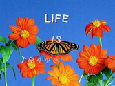 Life is transitory